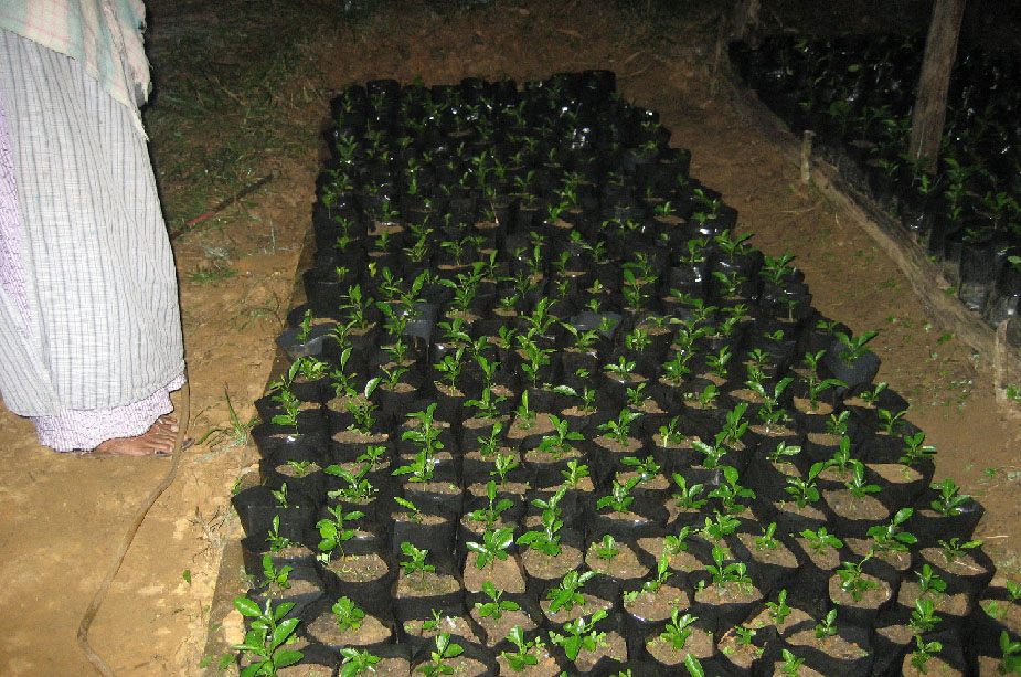 Orange Nursery Raising by using of Weed Composting Unit at Pamtbuh Village (Project Villages)